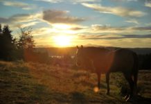 horse meadow