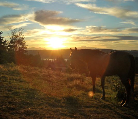 horse meadow