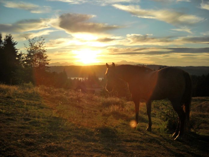 horse meadow