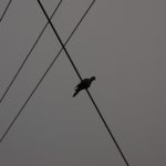bird on wire