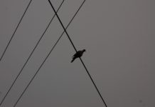bird on wire