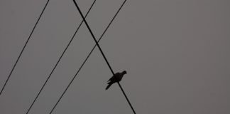 bird on wire