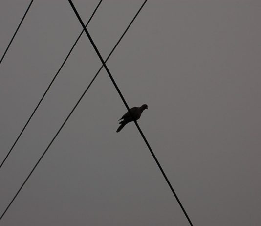 bird on wire