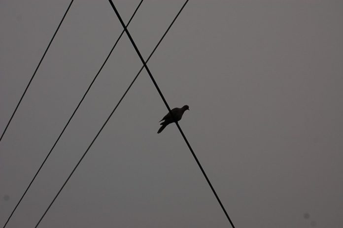 bird on wire