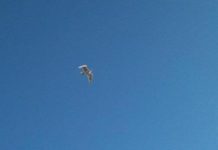 soaring