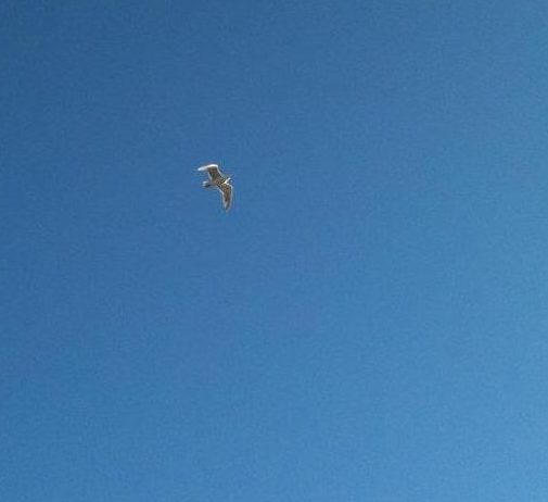 soaring