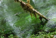 clear stream