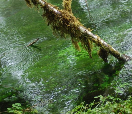 clear stream