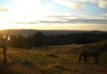 horse meadow