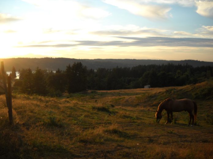 horse meadow