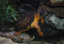 turtle