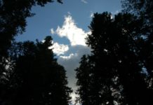 sky through trees
