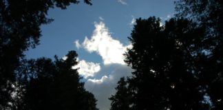 sky through trees