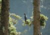 lone bird tree