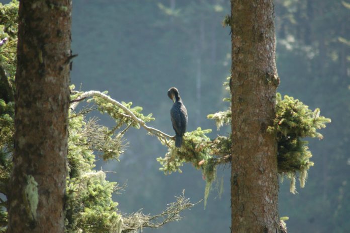 lone bird tree