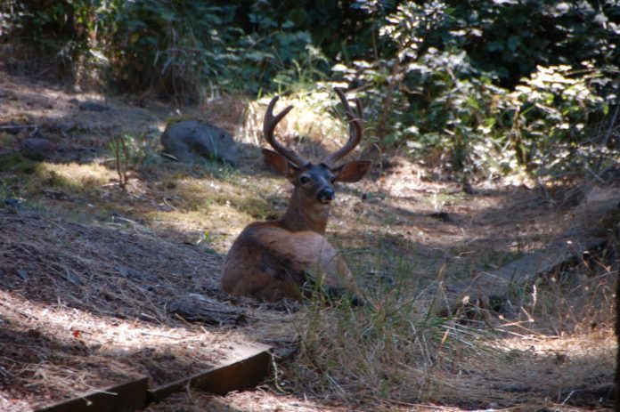 waiting deer