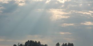 light rays over forest