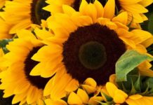 sunflowers