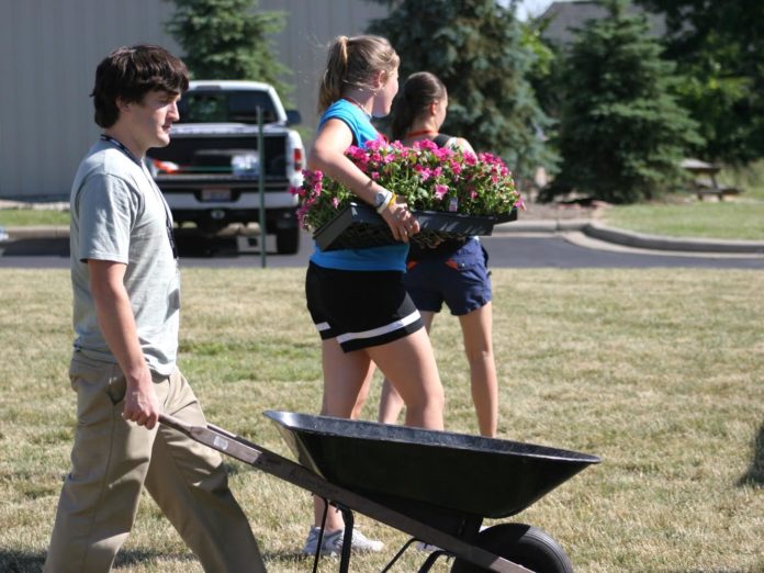 planting flowers