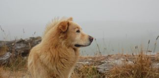 golden leader
