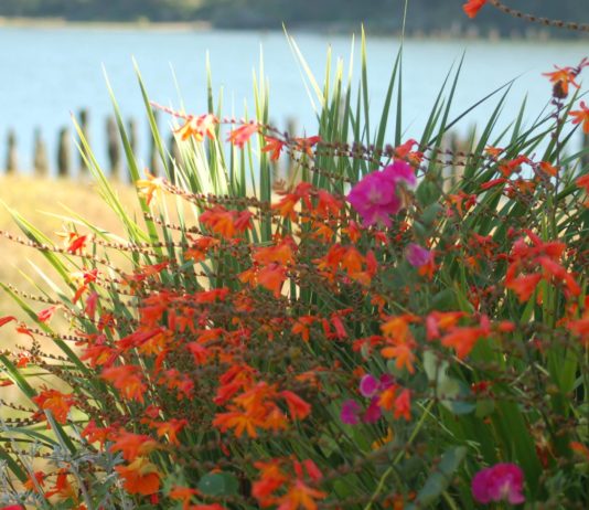 flowers shade