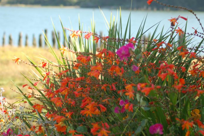 flowers shade