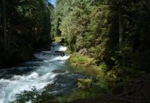 rushing water steps forest