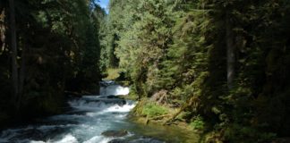 rushing water steps forest