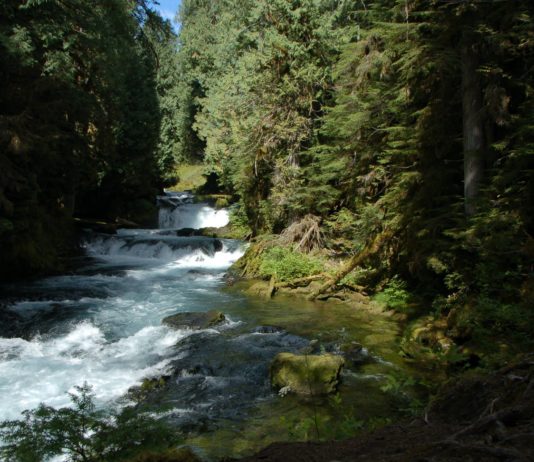 rushing water steps forest