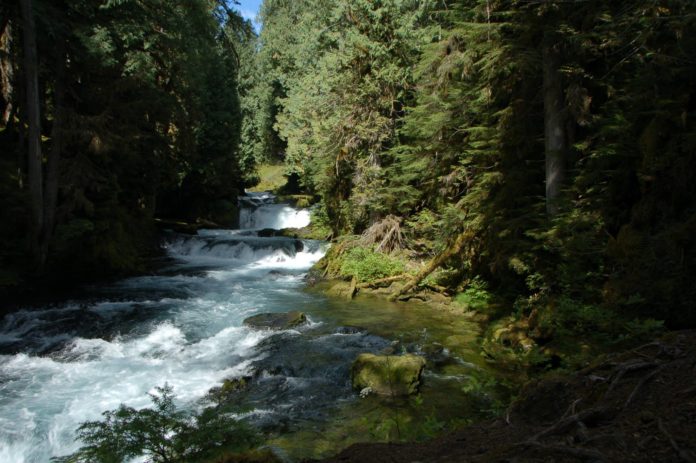 rushing water steps forest