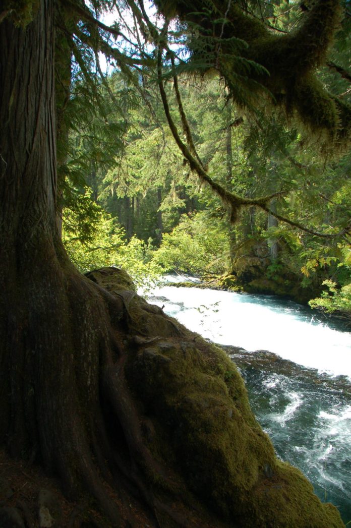 river bank tree