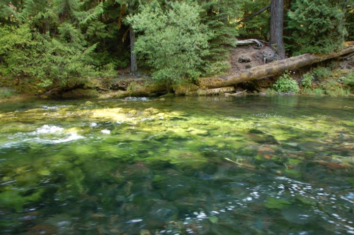 river bank calm