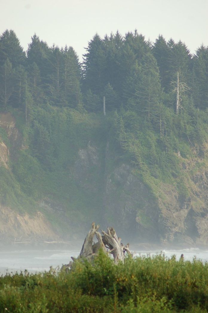 ocean forest cliff
