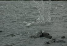 splash