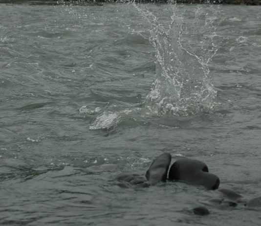 splash