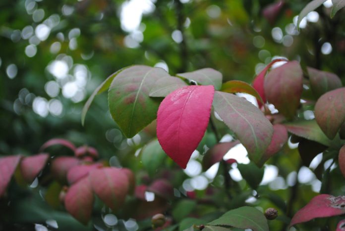 red leaf