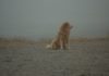 golden retriever fog