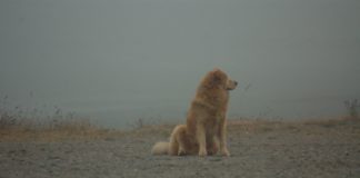 golden retriever fog