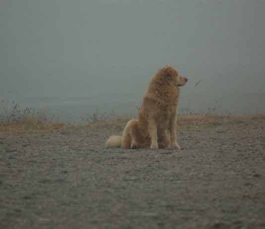 golden retriever fog