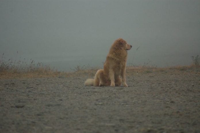 golden retriever fog