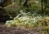 forest wildflowers