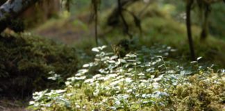 forest wildflowers