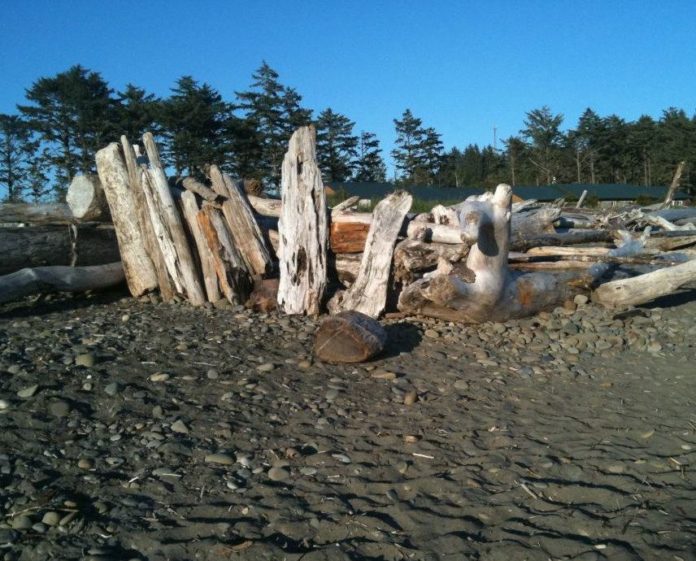 driftwood