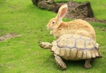 turtle and rabbit