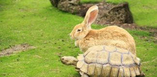 turtle and rabbit