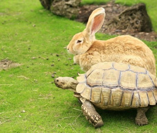 turtle and rabbit