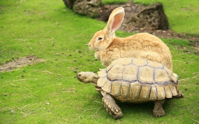 turtle and rabbit