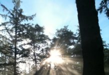 light through trees