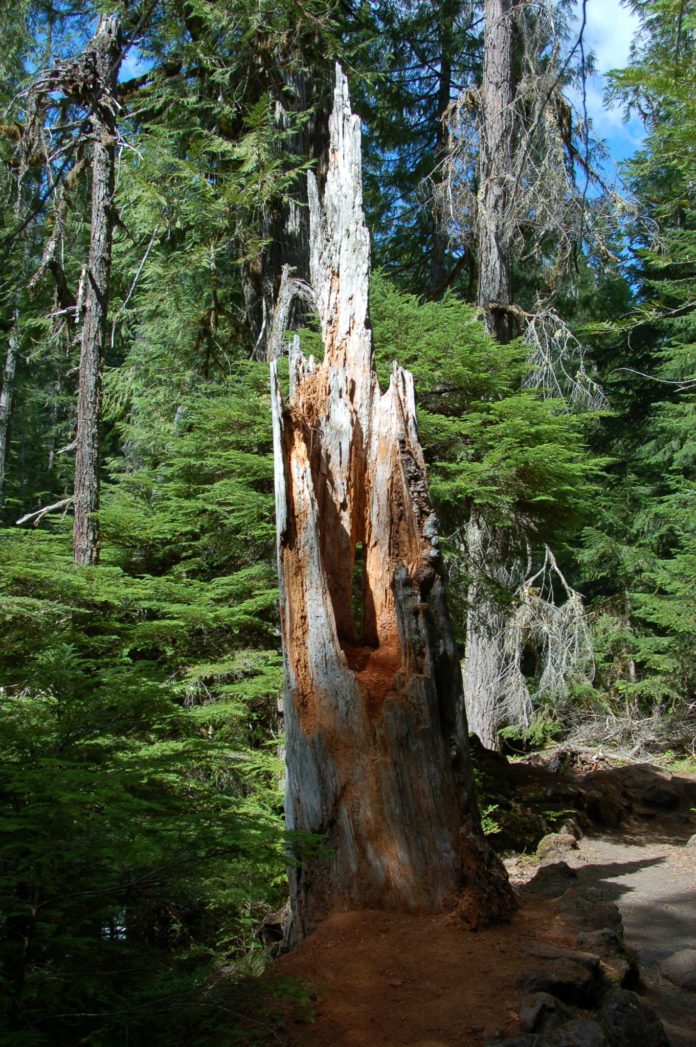 broken tree forest