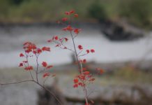 fall leaves